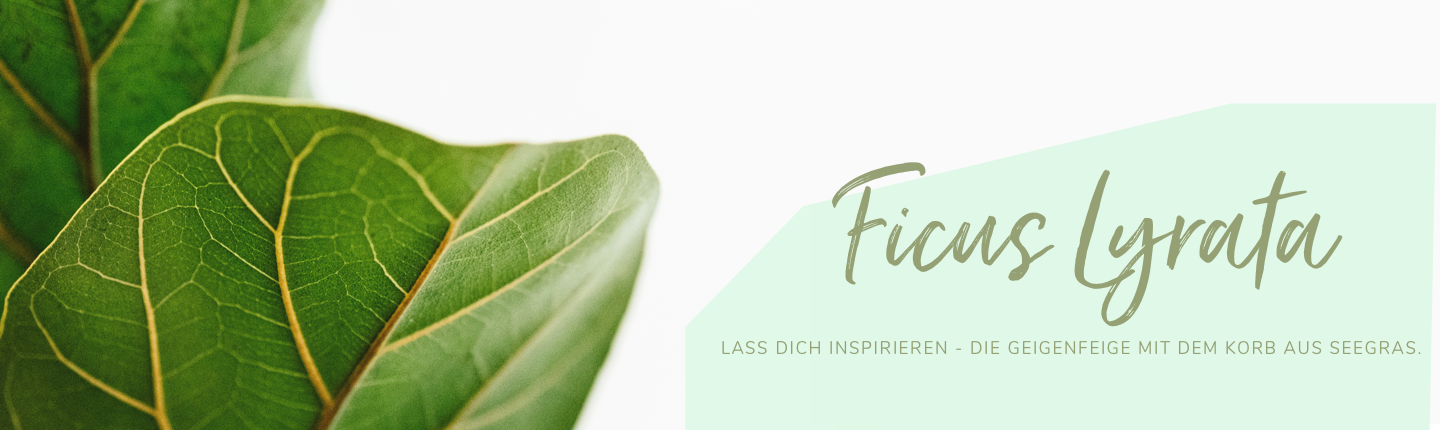ficus lyrata