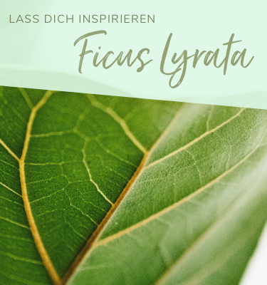 ficus lyrata