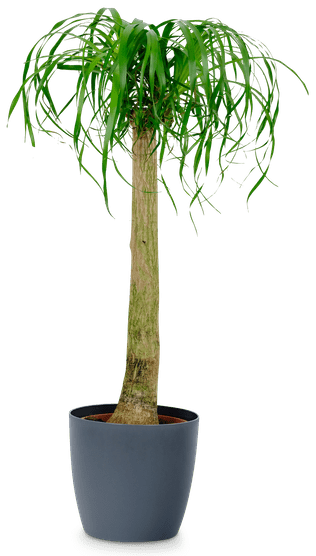Elefantenfuß Beaucarnea Recurvata