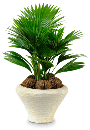 Livingston Palme Livistona rotundifolia