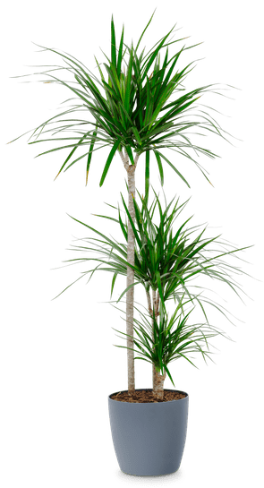 Drachenbaum Dracaena Marginata