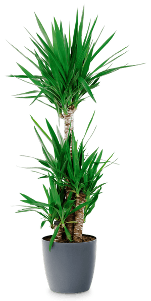 yucca Palmlilie Yucca